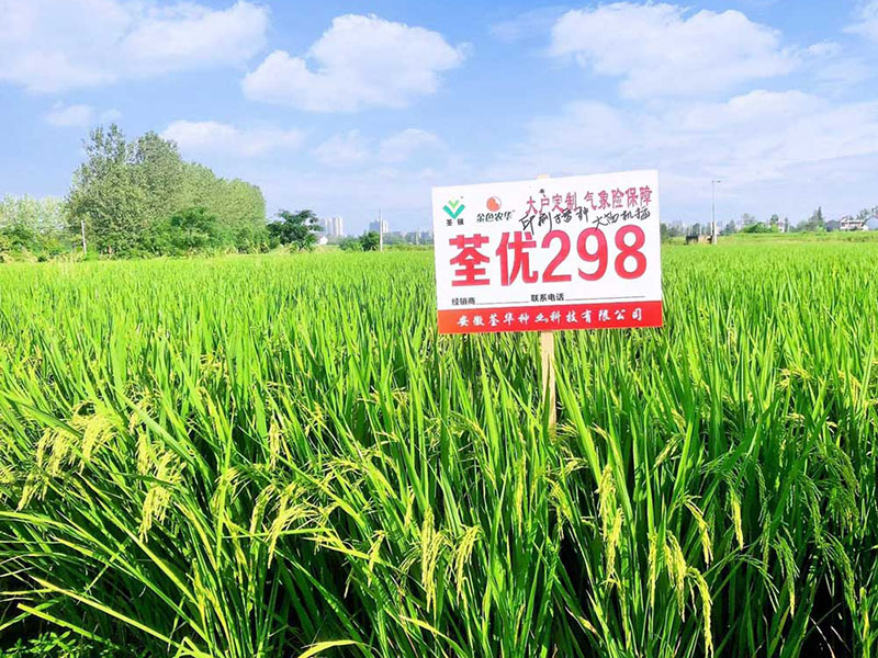  荃優(yōu)298